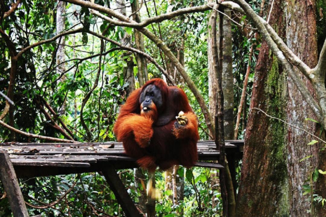 Petualangan Liar Di Bukit Lawang: Orangutan Sumatra Dan Suasana Hutan