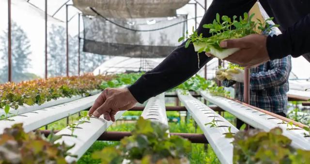 Gambar Artikel Urban Farming Jadi Gaya Hidup Baru Masyarakat Perkotaan